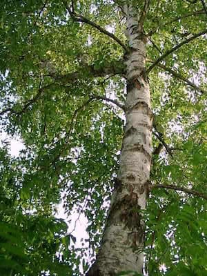 Breza je listopadno drvo naraste i do 45 metara u visinu, zivotni vek mu je 100-150 godina.